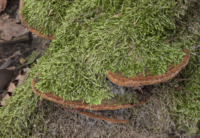 Phellinus torulosus